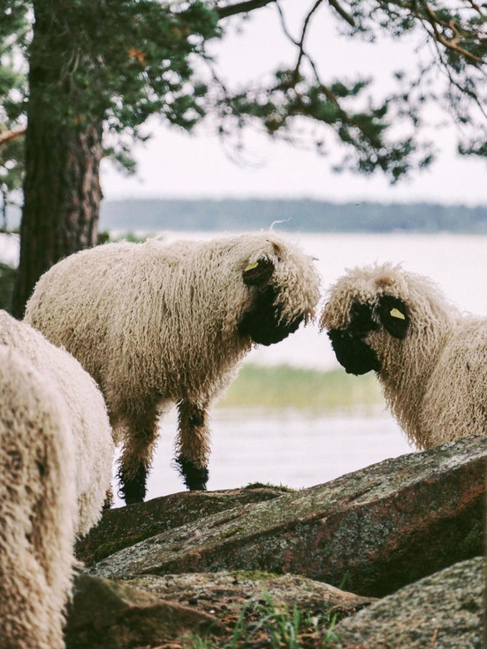 Snaellfaell Country Living - Akerbo Gard Charmigt Renoverad Flygel Kristinehamn Esterno foto